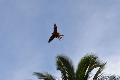 Low angle view of palm trees against sky