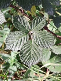 Close-up of green leaves