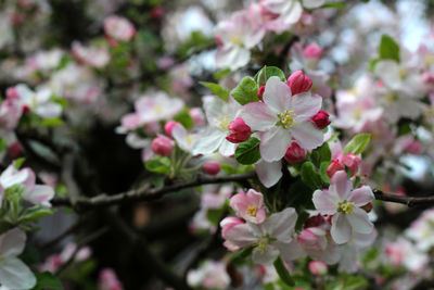 Close-up of pink cherry blossoms in spring