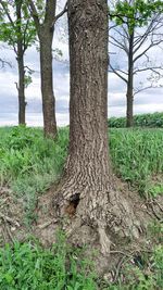 Trees on field against sky