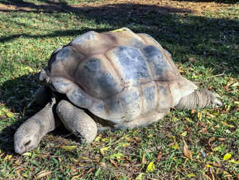High angle view of turtle on field