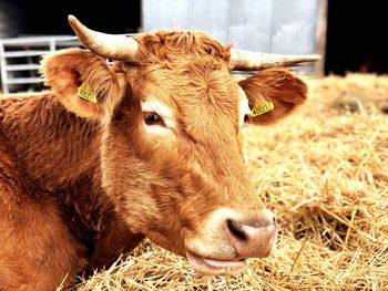 Close-up of cow - no bull
