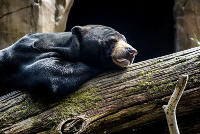 Close-up of bear relaxing on log in colchester zoo