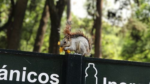 Close-up of horse on tree