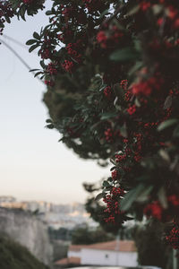 Close-up of berries on tree against building