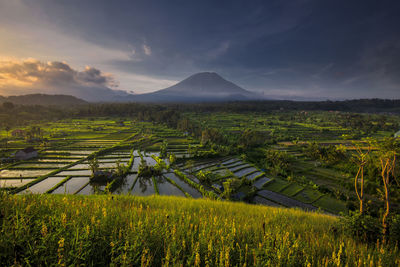 Scenic view of agricultural field against sky