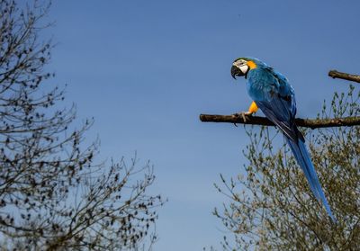 Low angle view of eagle perching on tree against clear sky