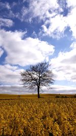 Tree on field against sky