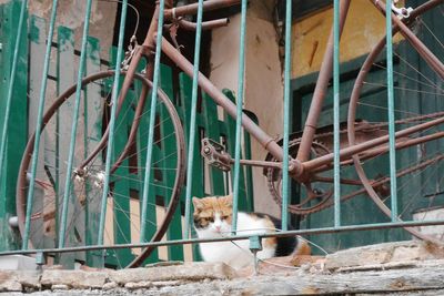 Horse in zoo