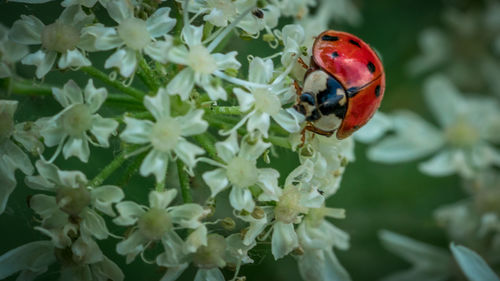 Close-up of ladybug on flower