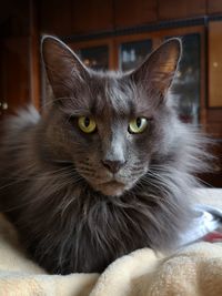 Portrait of cat relaxing at home