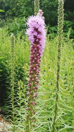 Close-up of thistle flowers on field