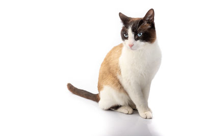 Cat sitting on white background