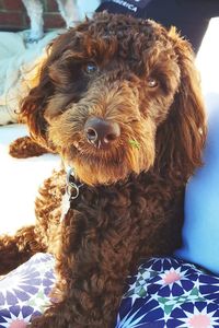 Close-up portrait of dog