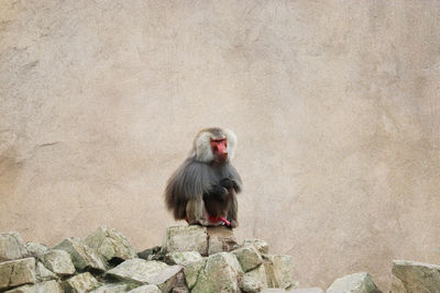 Monkey on rock at zoo