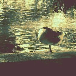 Close-up of swan in lake