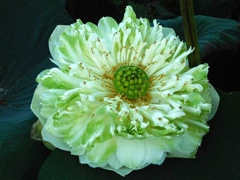 Close-up of flower blooming against black background