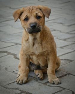 Portrait of puppy sitting on footpath