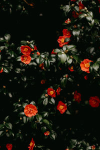 High angle view of red flowering plants