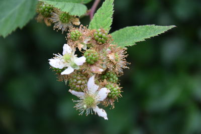 Close-up of raspberries