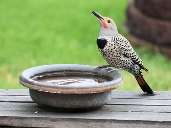 Close-up of bird perching on metal feeder