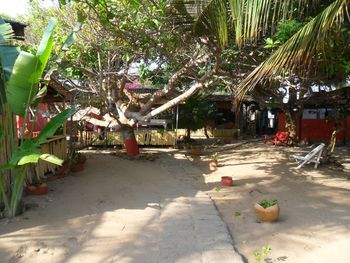 Palm trees in park