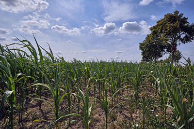 Plants growing on field against sky