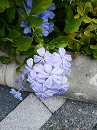 High angle view of purple flowering plant