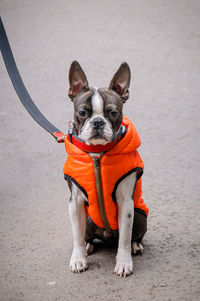 Little bulldog in an orange vest