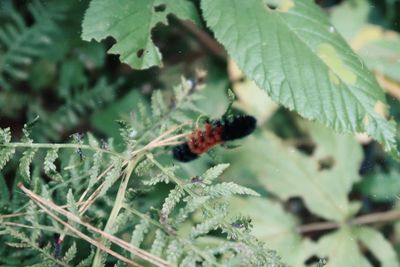 Close-up of insect on plant