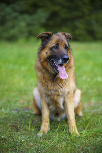 pet