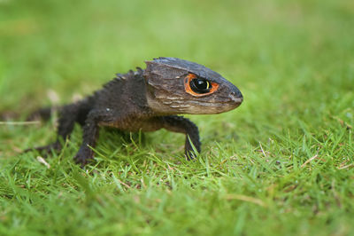 Close-up of skink on grass