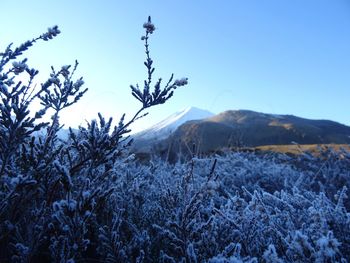 Close-up of snowed plants against clear blue sky