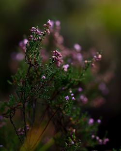 Close-up of purple flowering plant on field