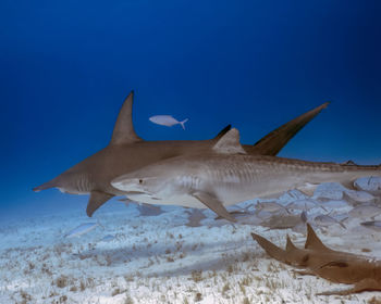 A great hammerhead - sphyrna mokarran - and tiger shark - galeocerdo cuvier - in bimini, bahamas