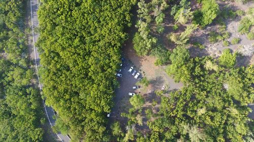 High angle view of trees in forest