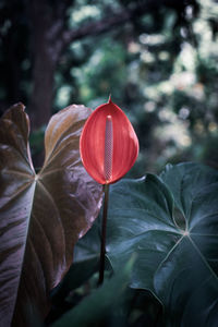 Close-up of red flowering plant