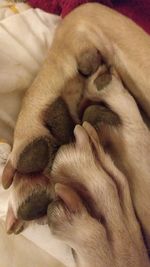 Close-up of hand feeding cat