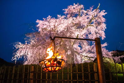 Low angle view of illuminated tree against sky