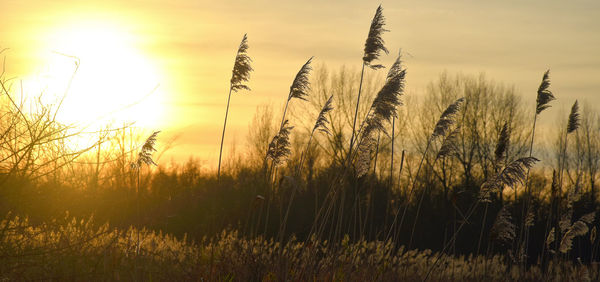 Scenic view of grassy field against sky at sunset