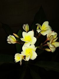 Close-up of white flowering plant against black background