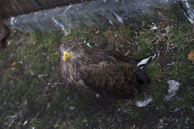 Close-up of eagle perching on ground