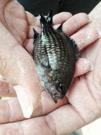 Cropped hands of woman holding dead fish