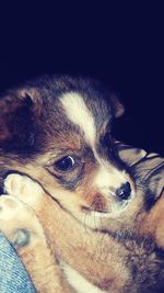 Close-up portrait of dog at home