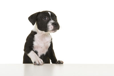 Black dog looking away against white background