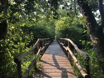 Wooden footbridge amidst trees in forest