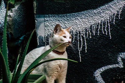 High angle view of a cat looking away