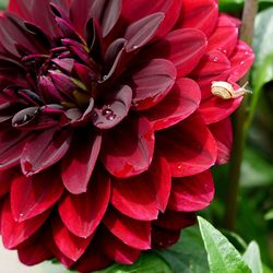 Close-up of insect on red flower