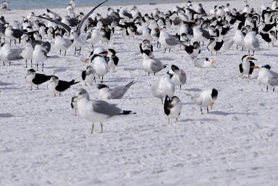 Flock of seagulls on land