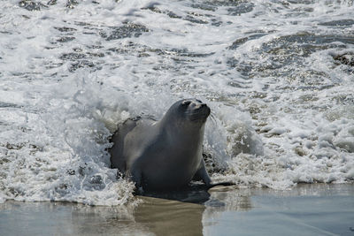 View of an animal on beach